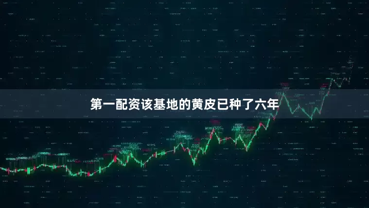 第一配资该基地的黄皮已种了六年